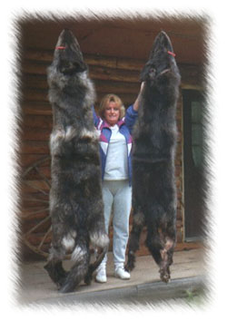 alaska wolf hunting