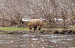 alaska brown bear hunting