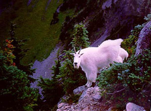 alaska brown bear hunting