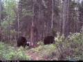 June 2011 Black Bear 004