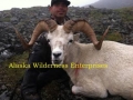 dall-sheep-06