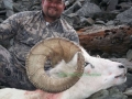 dall-sheep13