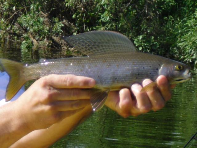 2011 grayling, end of july 009