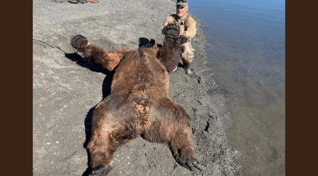 brown bear hunting