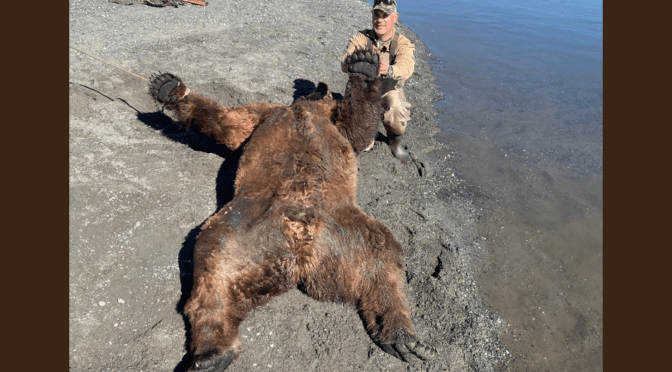 Brown Bear Hunts