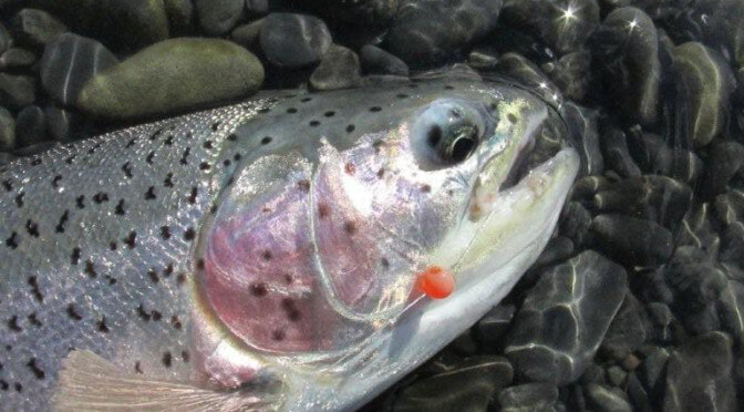 Rainbow Trout