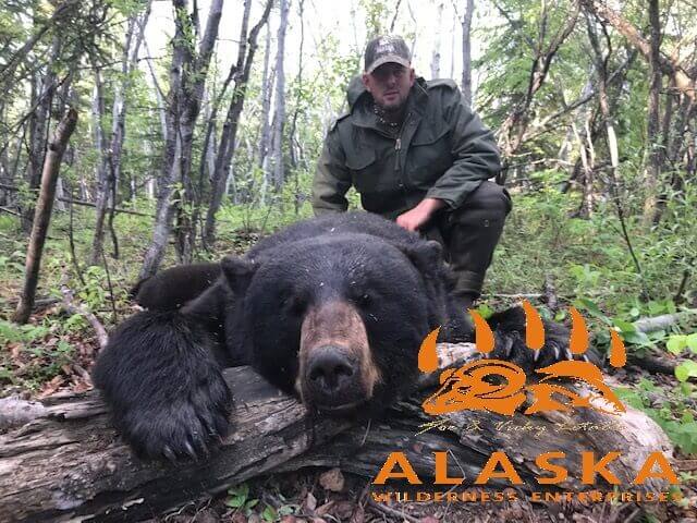 Alaska Black Bear